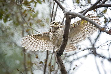 Spotted owlet (Athene brama), Ranthambhore, Rajasthan, India, Asia