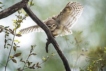 Spotted owlet (Athene brama), Ranthambhore, Rajasthan, India, Asia