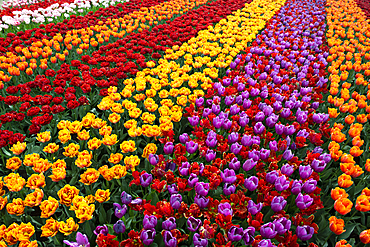 Tulips in bulb fields, Lisse, South Holland, The Netherlands, Europe