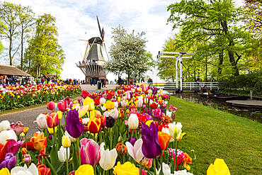 Tulips and Windmills in Keukenhof garden, Lisse, South Holland, The Netherlands, Europe