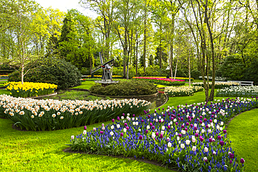 Tulips and Windmills in Keukenhof garden, Lisse, South Holland, The Netherlands, Europe