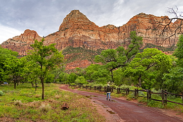 Enjoying the view in Zion National Park, Utah, United States of America, North America