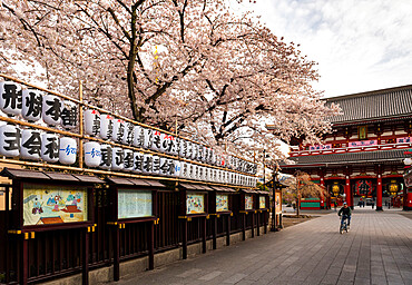 Sensoji Temple in Cherry blossom season, Tokyo, Japan, Asia