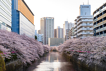 Early morning on the Meguro River, Tokyo, Japan, Asia