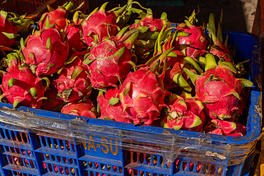 Dragon fruit for sale at Kad Luang fish and vegetable market in Chiang Mai, Thailand, Southeast Asia, Asia