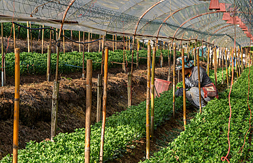 First nation Karen farmers working in fruit and flower polytunnel in Mae Hong Son province, Thailand, Southeast Asia, Asia