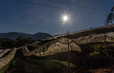 First nation Karen farmers working in fruit and flower polytunnels in Mae Hong Son province, Thailand, Southeast Asia, Asia