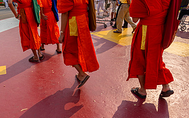 Monks attending the Makha Bucha Buddhist celebrations where relics of Buddha are enshrined at the Royal Park Rajapruek, Chiang Mai, Thailand, Southeast Asia, Asia