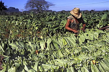 Tobacco growing, cuba. Pinar del rio province, vinales