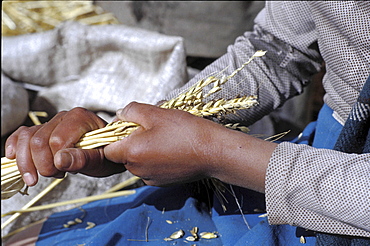 Agriculture, ecuador. The andes. A native girl sorting out grain