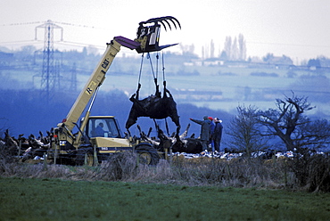 Foot and mouth, uk. Se england, essex. Bulldozers lifting corpses of foot and mouth disease infected cows, slaughtered at a farm in essex. March 2001