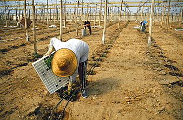 Agriculture, spain. Andalucia, almeria. Immigrant woman planting cherry tomatoes for british supermarkets in a greenhouse