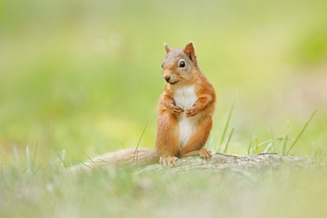 Eurasian Red Squirrel (Sciurus vulgaris), Scotland, United Kingdom, Europe