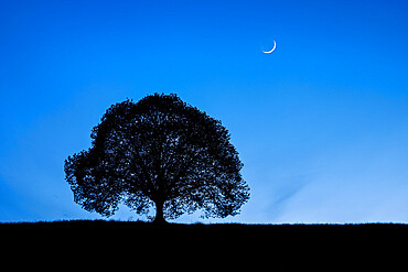 Silhouette of lime tree at night under crescent moon and night sky, Zurich, Switzerland, Europe