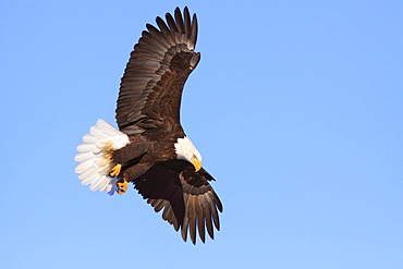 Bald eagle, Alaska, United States of America, North America