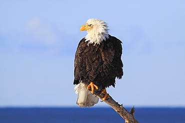 Bald eagle, Kenai Peninsula, Alaska, United States of America, North America