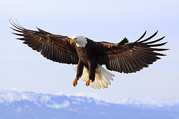 Bald eagle, Alaska, United States of America, North America