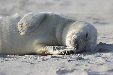 Grey seal, Helgoland-Duene, Germany, Europe