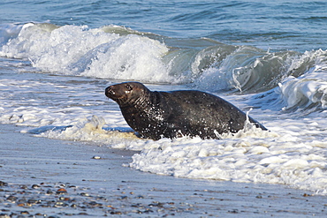 Grey seal, Helgoland-Duene, Germany, Europe