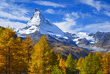 Matterhorn and larch tree forest in autumn, Valais, Swiss Alps, Switzerland, Europe