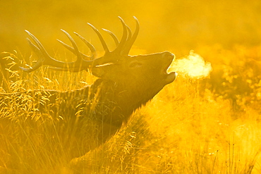 Red deer stag at sunrise, Richmond Park, Greater London, England, United Kingdom, Europe