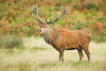 Red deer stag, Richmond Park, Greater London, England, United Kingdom, Europe
