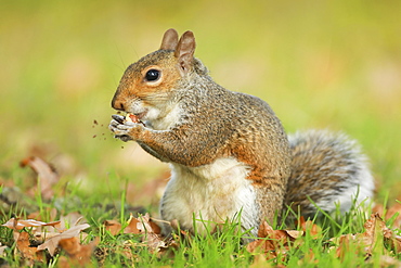 Grey squirrel, Richmond Park, Greater London, England, United Kingdom, Europe