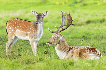 Fallow deer (Dama dama) in Richmond Park, Greater London, England, United Kingdom, Europe