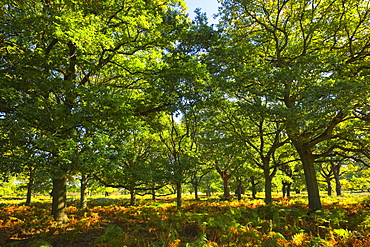 Oak trees, Richmond Park, Greater London, England, United Kingdom, Europe