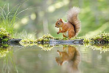 Eurasian Red Squirrel (Sciurus vulgaris), Scotland, United Kingdom, Europe