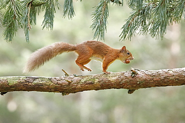 Eurasian Red Squirrel (Sciurus vulgaris), Scotland, United Kingdom, Europe