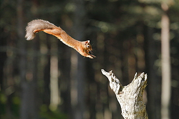 Eurasian Red Squirrel (Sciurus vulgaris), Scotland, United Kingdom, Europe