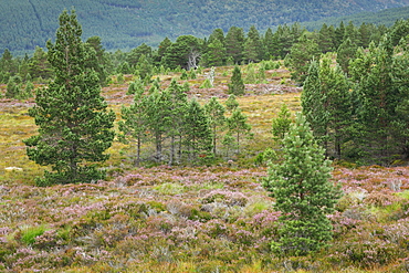 Scots pine, Cairngorms National Park, Scotland, United Kingdom, Europe