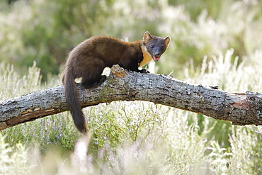 Pine marten (Martes martes), Scotland, United Kingdom, Europe