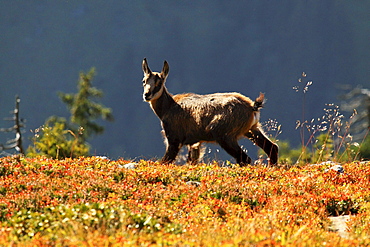 Alpine Chamois, Gaemse, Gemse, Rupicapra Rupikapra, female, Bernese Oberland, Bern, Switzerland