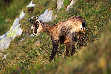 Alpine Chamois, Gaemse, Gemse, Rupicapra Rupikapra, female, Bernese Oberland, Bern, Switzerland