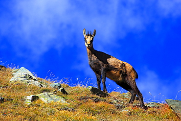 Alpine Chamois, Gaemse, Gemse, Rupicapra Rupikapra, Wallis, Vallais, Switzerland