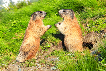 Alpine Marmot, Marmota marmota