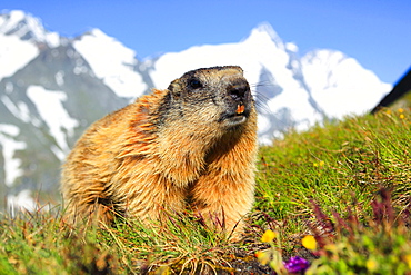 Alpine Marmot, Marmota marmota