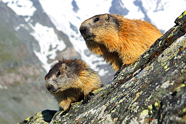 Alpenmurmeltier, Marmota marmota, Alpine Marmot,