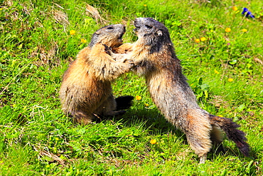 Alpine Marmot, Marmota marmota