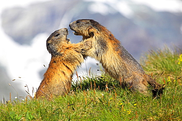 Alpine Marmot, Marmota marmota