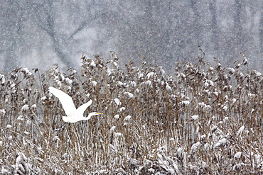 Silberreiher, Egretta alba, Great White Egret, Zuercher Oberland, Schweiz