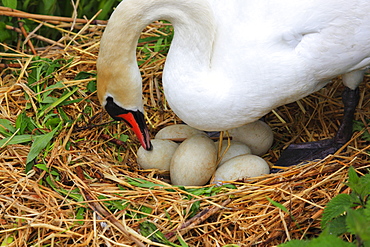 Mute Swan, Hoeckerschwan, Cygnus olor, breeding, Switzerland