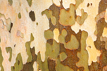 European plane, Ahornblaettrige Platane, Platanus x hispanica, Insel Mainau, Deutschland