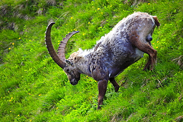 Ibex, Steinbock, Capra ibex, National Park Hohe Tauern, Austria