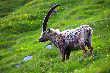 Ibex, Steinbock, Capra ibex, National Park Hohe Tauern, Austria