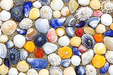 shells on beach, Sutherland, Scotland, arranged