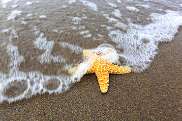 sea star on sandy beach, Sutherland, Scotland