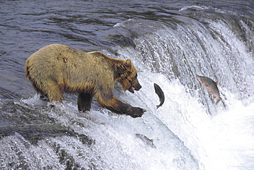 Brown bear, alaska. Brooks falls. Ursus arctos. Bear catching leaping sockeye salmon during the summer at a waterfall